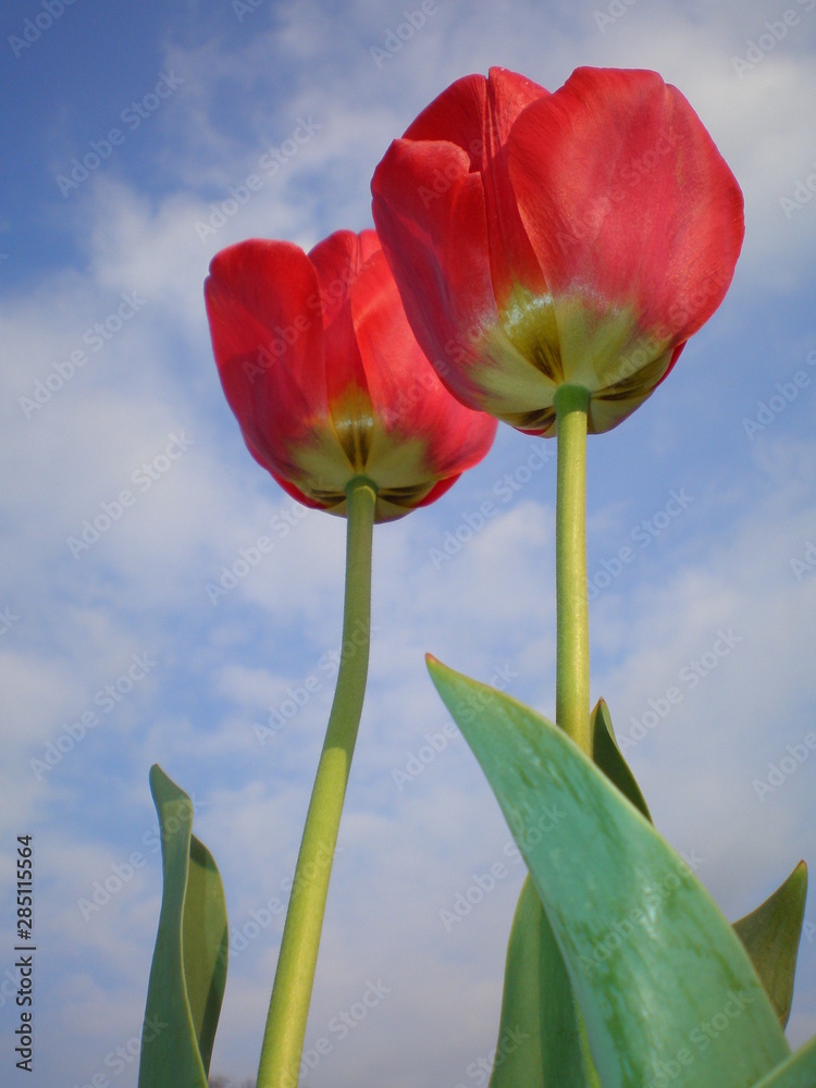 Naklejka premium red tulips against blue sky with white clouds