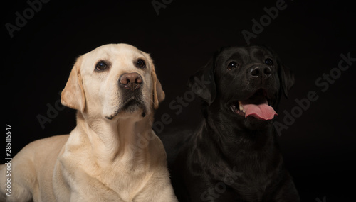 Black and white Labrador Retriever dog portraits on a black background