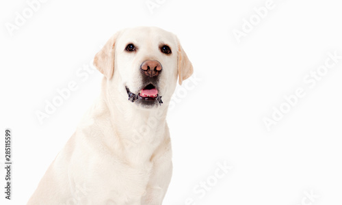 White Labrador Retriever dog,side portrait on white background