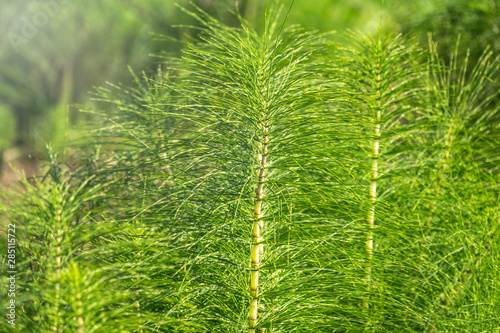 Lush green stems of the field horsetail with blurry background. photo
