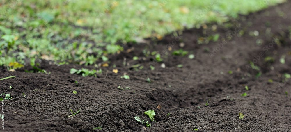 Plowed soil in the vegetable garden, a piece of land tilled after sideration with rape plant, empty mockup background for your design, copy space, closeup, autumn agriculture farming concept Plowed soil in the vegetable garden, a piece of land tilled after sideration with rape plant, empty mockup background for your design, copy space, closeup, autumn agriculture farming concept