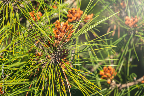 Small pine cones surrounded by needles