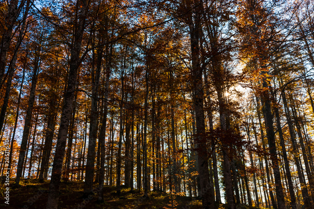 Fototapeta premium The plateau of Cansiglio in Italy