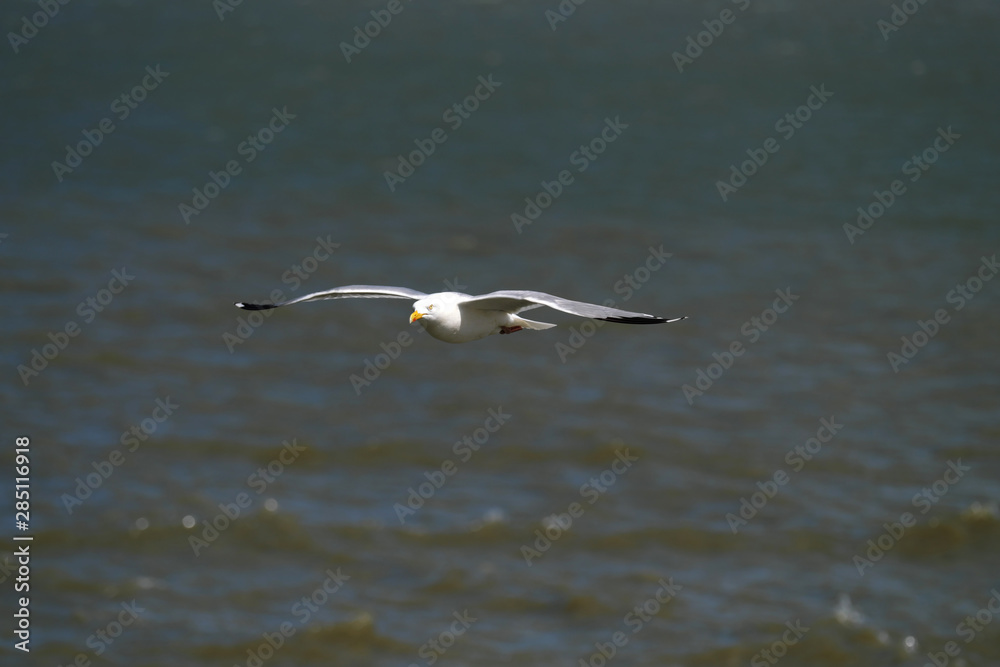 Möve fliegt übers Meer - Stockfoto Möve fliegt übers Meer - Stockfoto