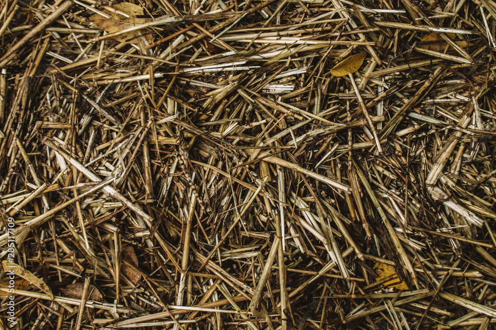 Hay closeup Hay closeup