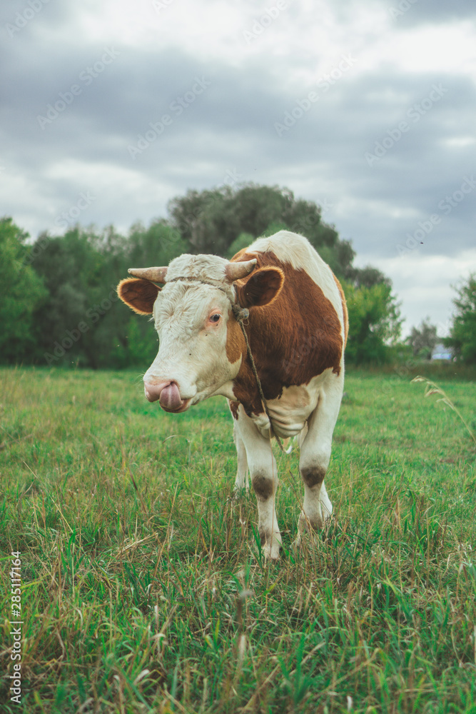 A bull is grazing in the field. Eats grass. Walking in the meadow. A bull is grazing in the field. Eats grass. Walking in the meadow.