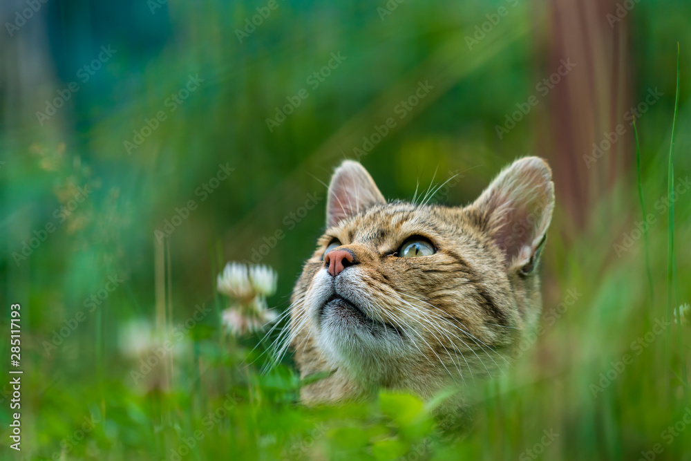 European wildcat (felis silvestris) looking up European wildcat (felis silvestris) looking up