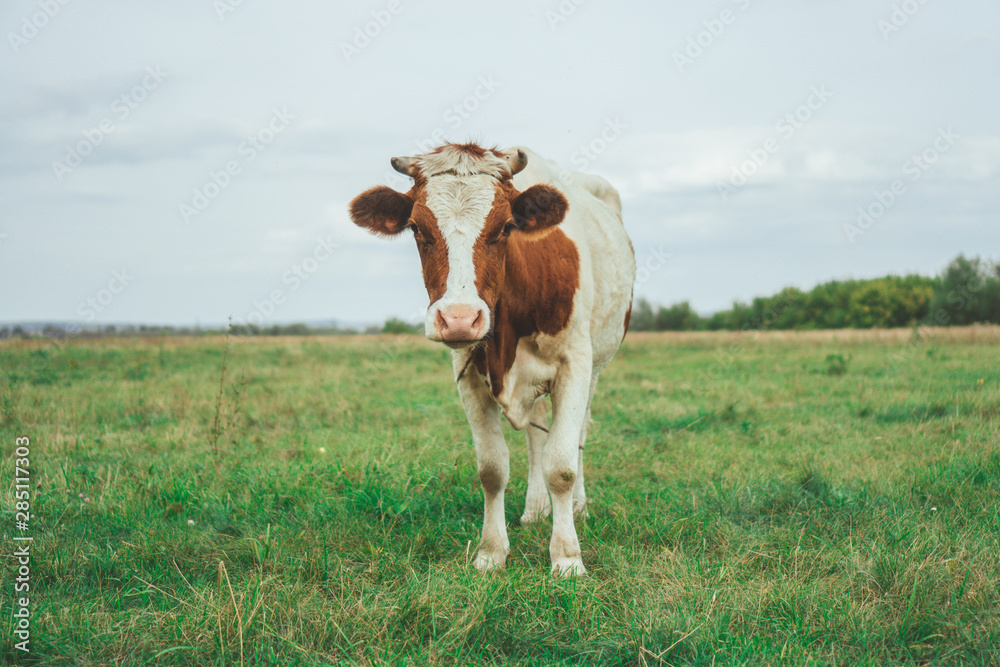 A cow grazes in the field. Eats green grass. A cow grazes in the field. Eats green grass.