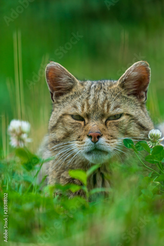 European wildcat (felis silvestris) rleaxing in a meadow