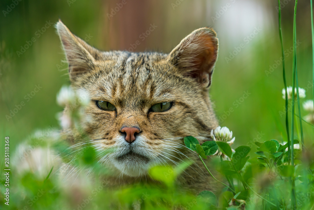 European wildcat (felis silvestris) in grass