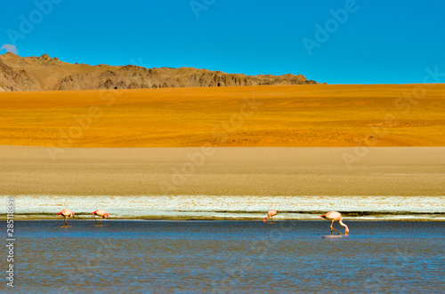 Pinks flamingos int he National Reserve of La Laguna Hedionda, Salr de Uyuni, Bolivia photo