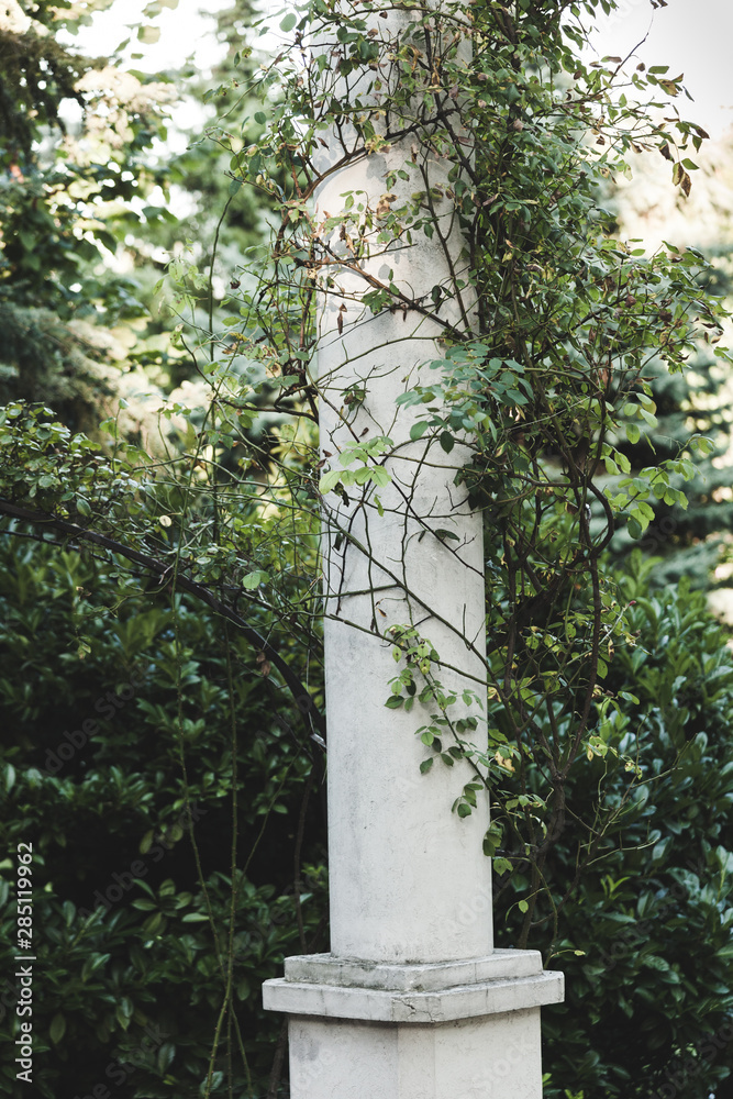 white column in garden wrapped with rambler roses white column in garden wrapped with rambler roses