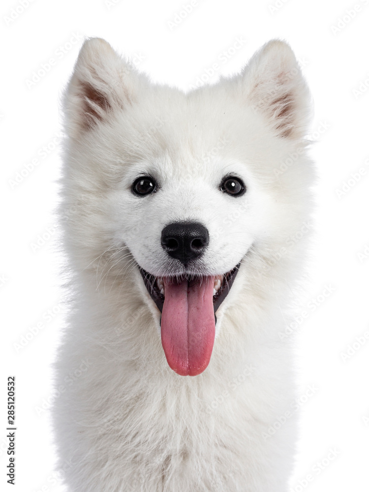 Head shot of cute white Samojeed dog pup. Looking straight at camera with dark shiny eyes. Isolated on white background. Tongue out of mouth.