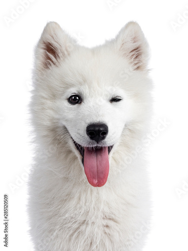 Head shot of cute white Samojeed dog pup. Winking at camera with dark shiny eyes. Isolated on white background. Tongue out of mouth. © Nynke