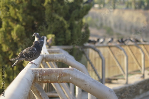 columba palomas en la laguna de la barrera colonia de santa ines malaga photo