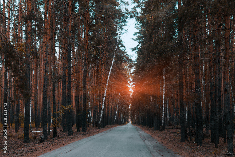 The road in the forest is a path among the trees, the sun shines through the trees. Landscape of nature, travel vacation.