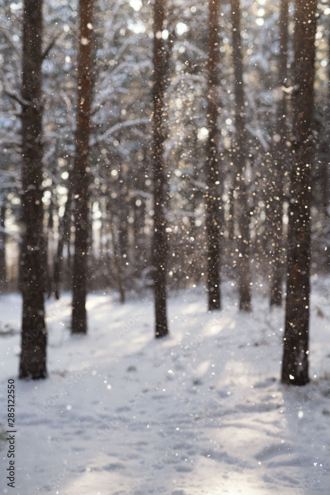 Snow falling from the trees after heavy snowstorm Snow falling from the trees after heavy snowstorm