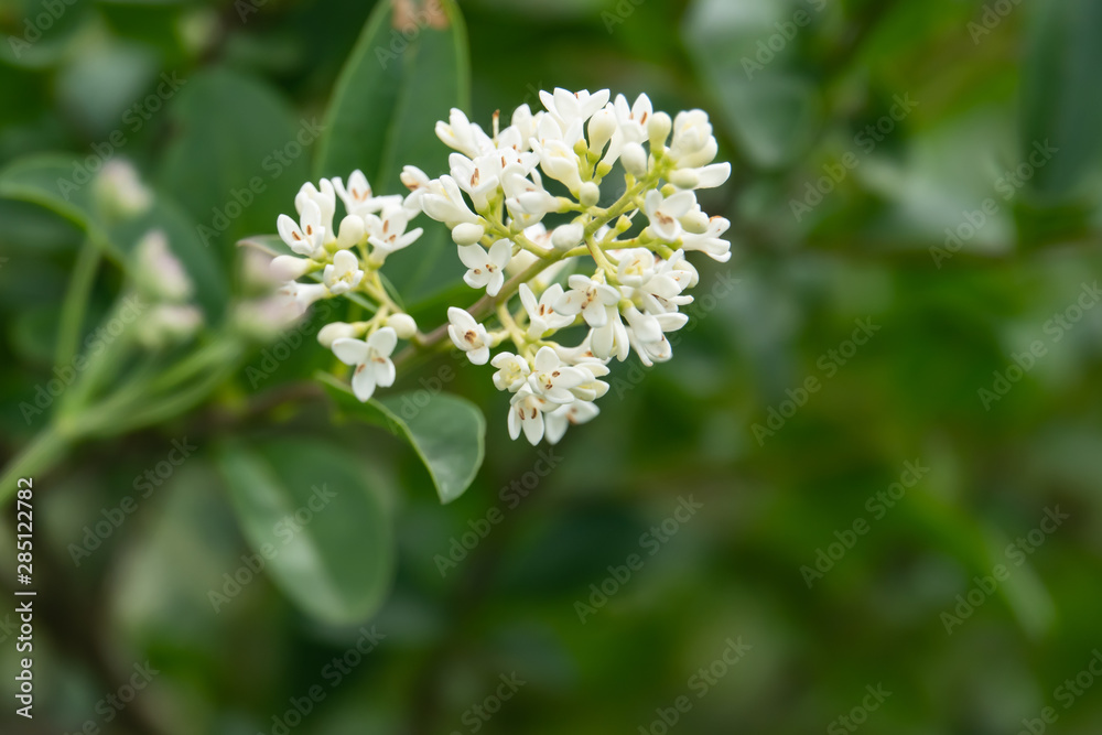 Privet Flowers in Bloom in Springtime Privet Flowers in Bloom in Springtime
