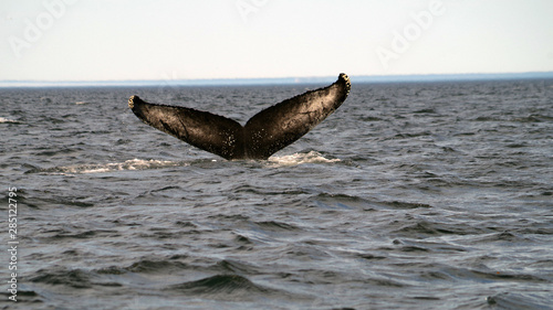 A la découverte des baleines du Saint-Laurent