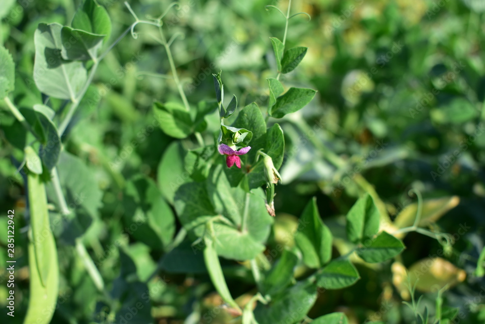 The petals and flowers of Pisum sativum (lat. Písum). The petals and flowers of Pisum sativum (lat. Písum).