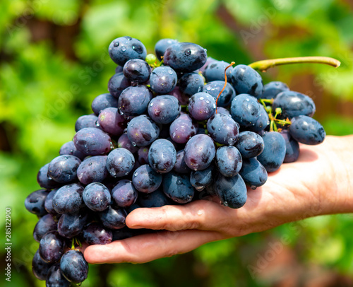 New harvest of blue, purple or red wine or table grape, hand holding bunch of ripe grapes on green grape plant background