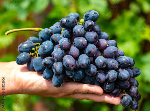 New harvest of blue, purple or red wine or table grape, hand holding bunch of ripe grapes on green grape plant background