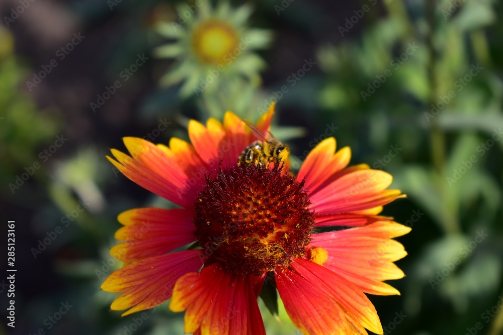 Flowers gaylardiya spinous perennial with bees. Flowers gaylardiya spinous perennial with bees.