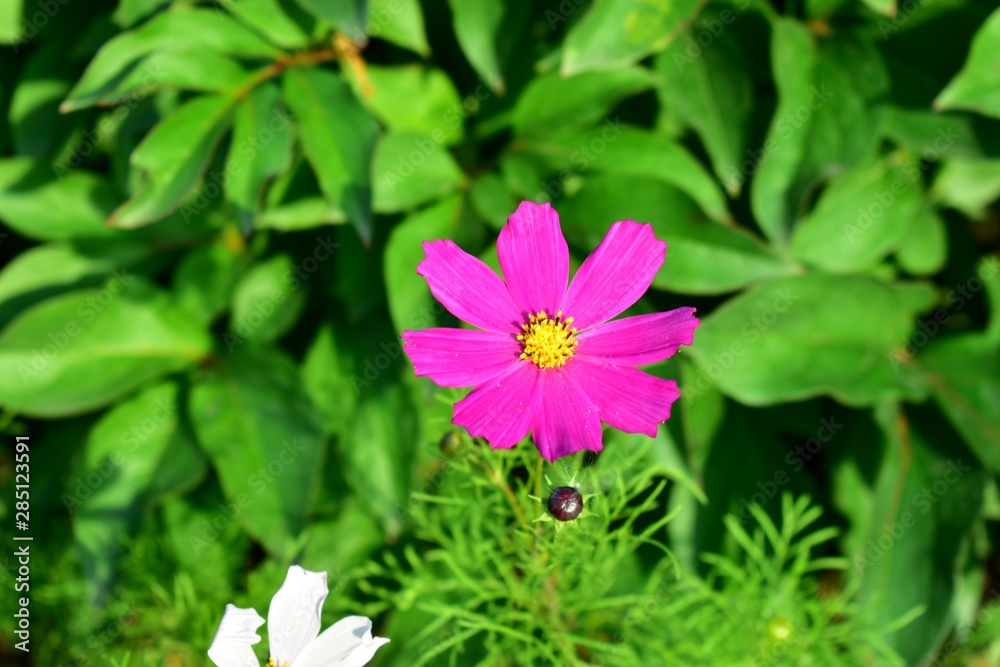 Cosmos bipinnatus (cosmos bipinnatus) flowers of the Cosmos. Cosmos bipinnatus (cosmos bipinnatus) flowers of the Cosmos.