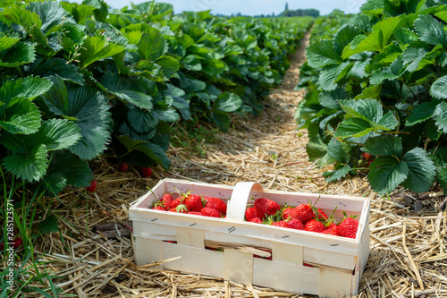 Strawberry fields in Germany, outdoor plantations with ripe sweet red strawberries ready for harvest