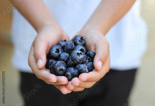 Child holds handful of jumbo Blueberries photo