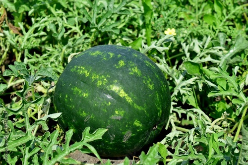 Green watermelons in the foliage.
