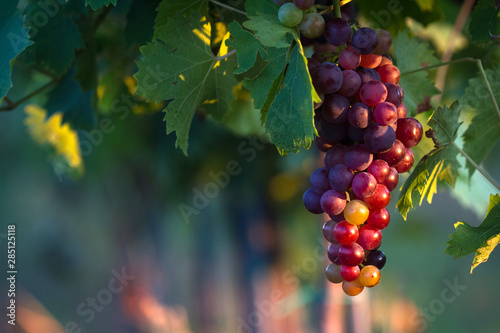 closeup of rose red wine grapes in the vineyard