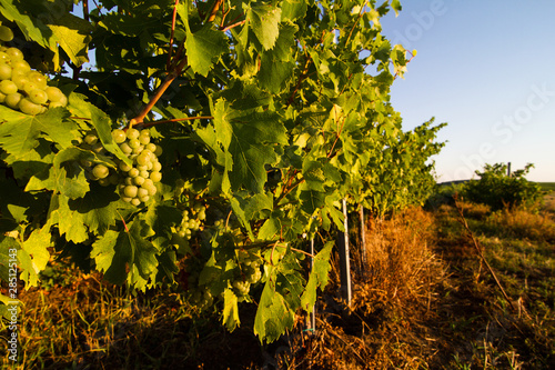 Fototapeta Naklejka Na Ścianę i Meble -  closeup of green white wine grapes in the vineyard