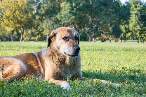 old dog is sitting in natural garden, friendly animal