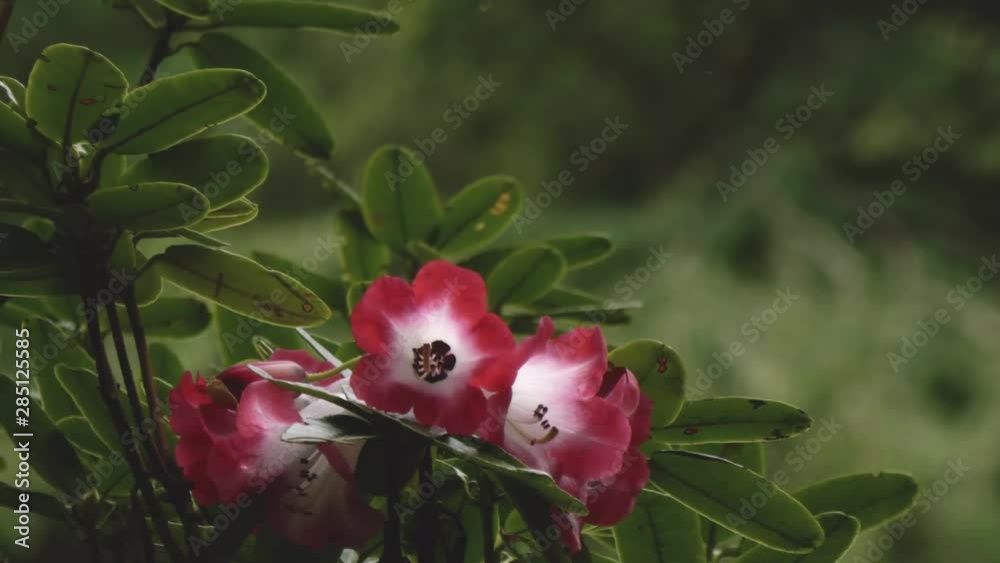 Impala Lily in red and white and black blooming