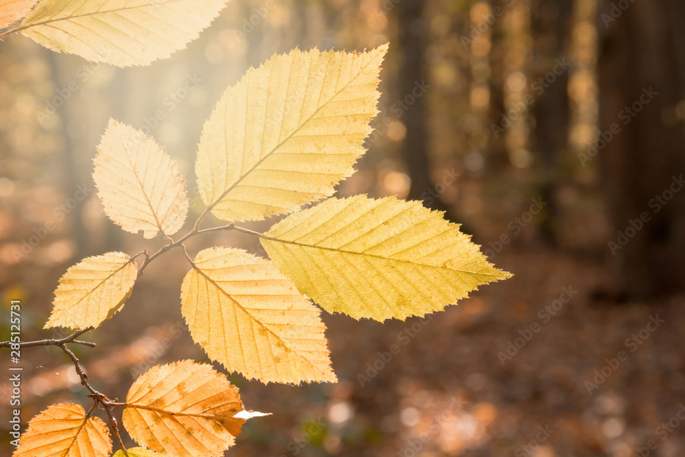 Beautiful autumn leaves on a branch in the forest in sunlight. Blurred background. Autumn concept. Copy space.