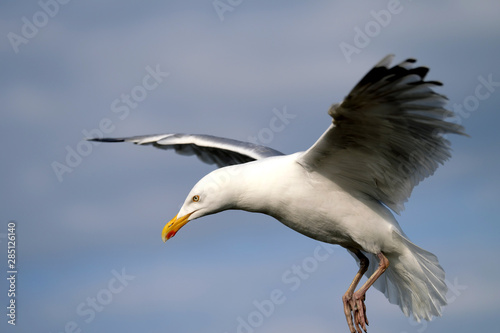 Seagull before landing - Stockphoto