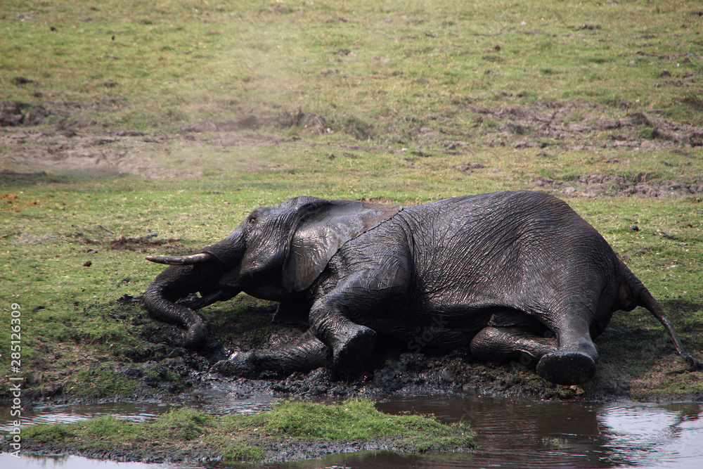 Elephant in Botswana in Chobe National Park Elephant in Botswana in Chobe National Park