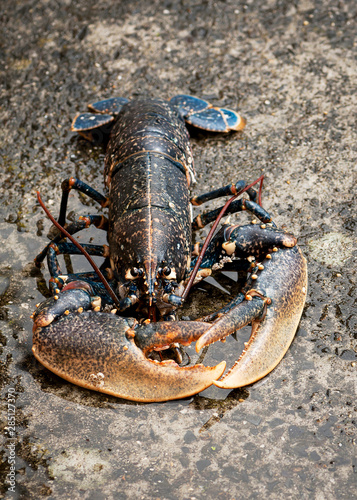 Fresh european lobster of atlantic coast on wet stone.