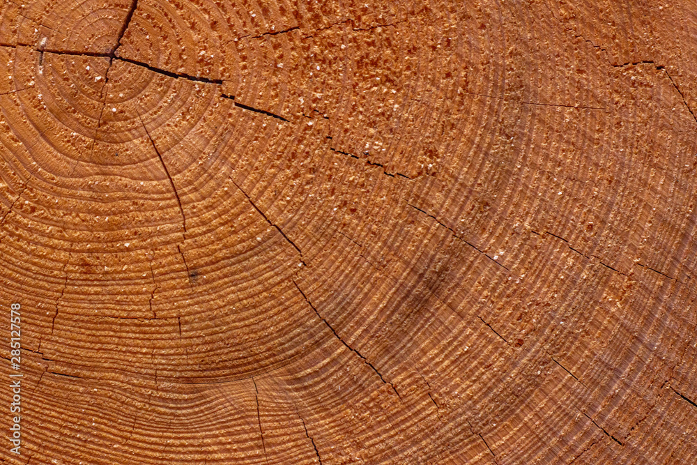 Fototapeta premium The texture of the cut tree. tree life lines.