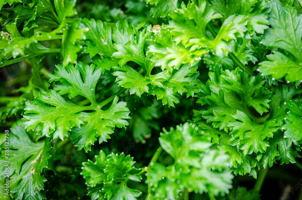 Close-up view of fresh parsley plants Close-up view of fresh parsley plants