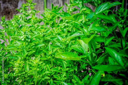 Close-up view of fresh basil plants