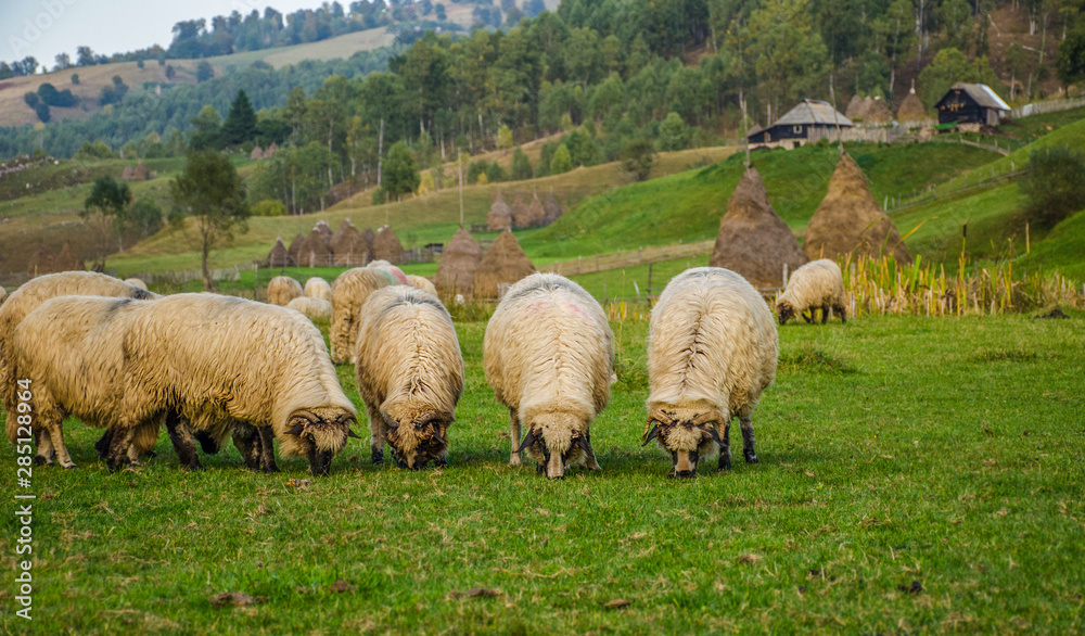 Flock of sheep in Fundatura Ponorului, also known as 