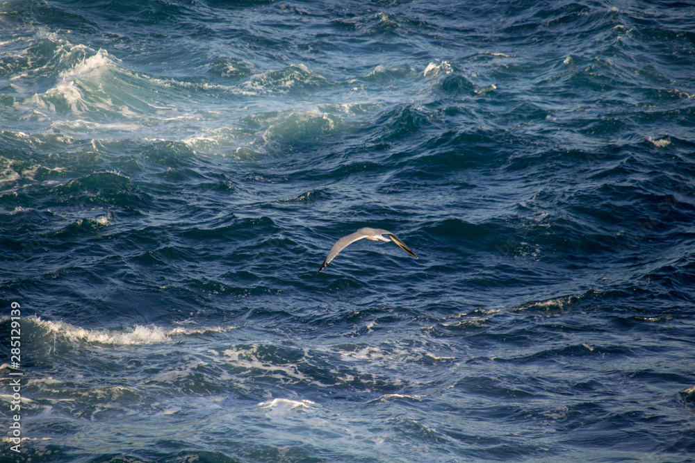 Naklejka premium White seagull flying over mediterranean sea, waves crashing on rocks in the background of the blue water.