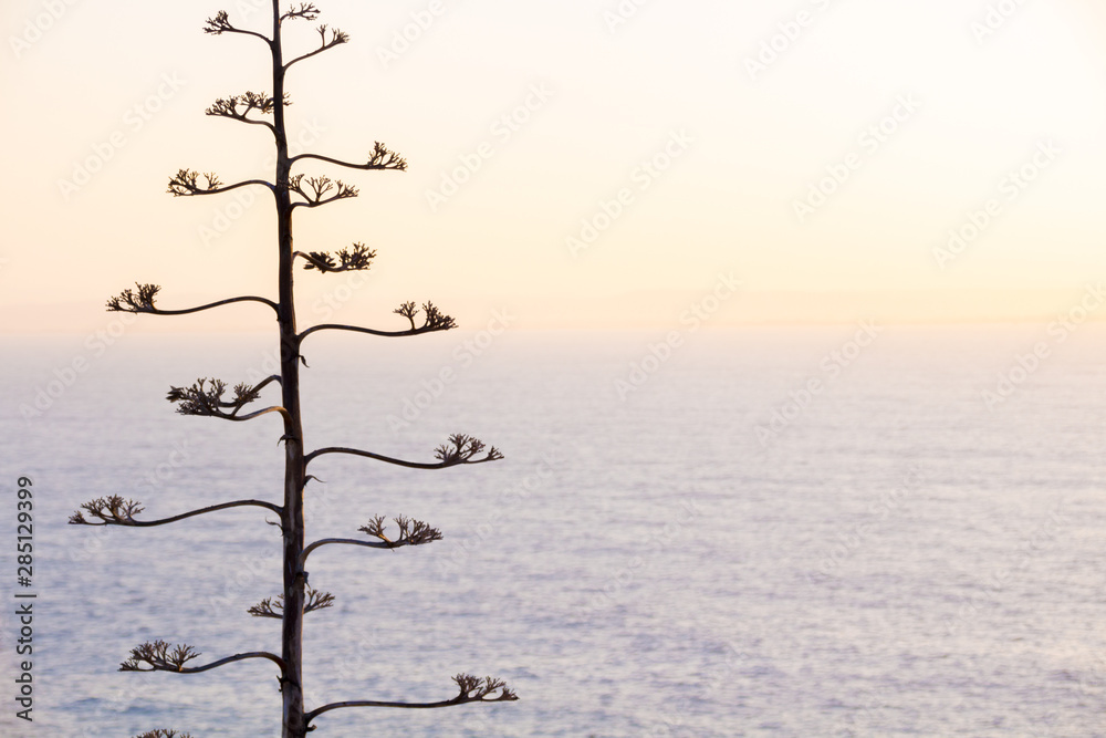 Agave plant flower with a sunset and sea in the background forming a seascape. Agave plant flower with a sunset and sea in the background forming a seascape.