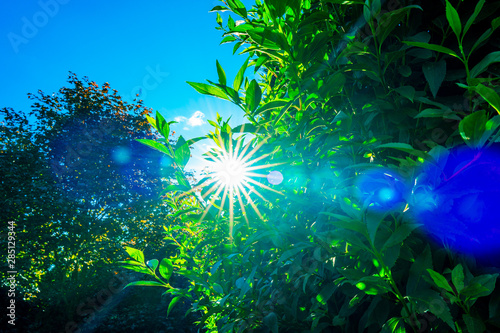 Amazing flares behind tree and leaves