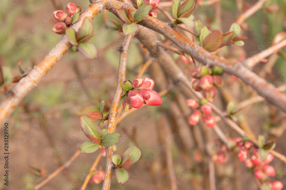 Branched branch of a bush with small young leaves and unblown flowers Branched branch of a bush with small young leaves and unblown flowers