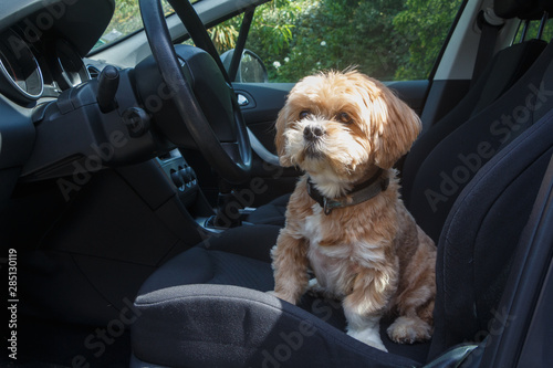 Canvas Print Lhasa Apso dog sitting on the front seat of a car