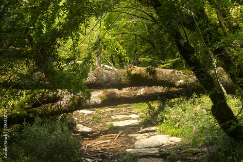 Fallen trees blocking the forest path