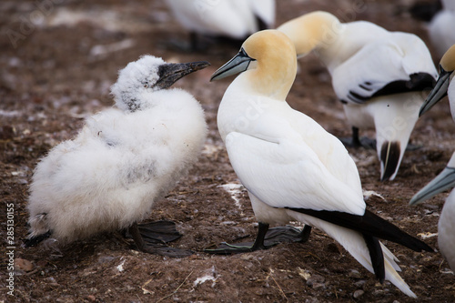 Closeup of adult northern gannet standing in front of large fledgling in its breeding colony of Bonaventure Island, Percé, Quebec, Canada